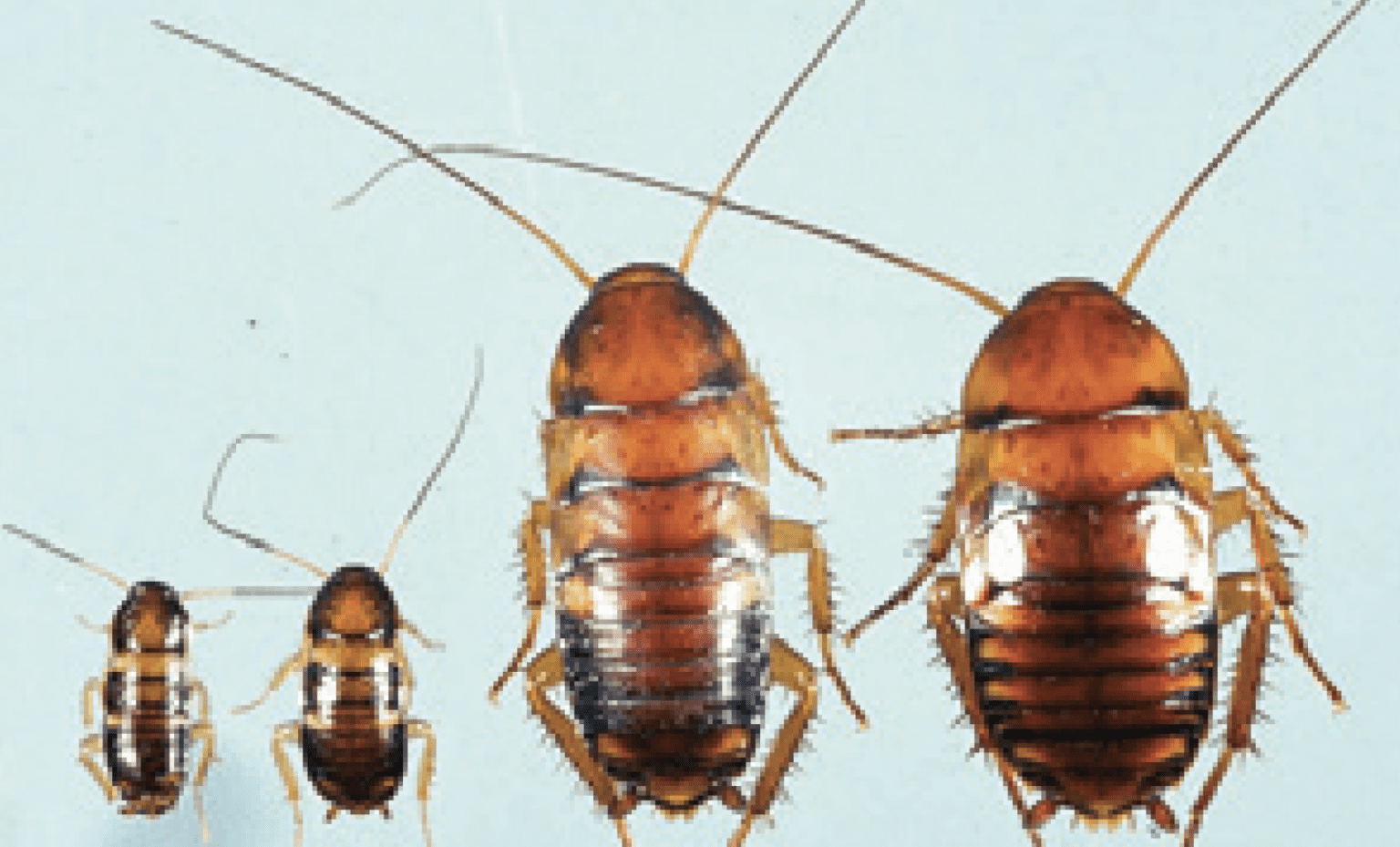 Pantry Pest Identification in Idaho Barrier Pest Control